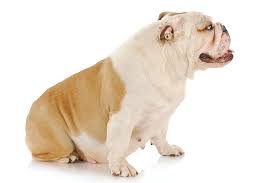 Natural ways to help labor along. How Do You Know When Your Dog Is About To Give Birth Lovetoknow