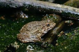 Image result for Cribbia brachyceras