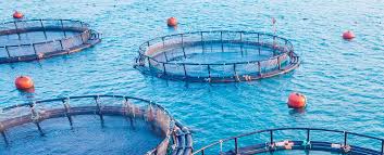 Recirculating Aquaculture