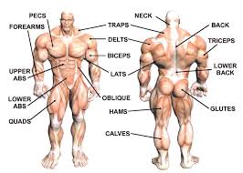 This muscle is located on the back of your thighs. Beast Gym Common Names For Major Muscle Group Ø§Ø³Ù…Ø§Ø¡ Ø§Ù„Ø¹Ø¶Ù„Ø§Øª Ø§Ù„Ø§Ø³Ø§Ø³ÙŠÙ‡ ÙÙŠ Ø§Ù„Ø¬Ø³Ù… Beastgym Gym Strong Beast Egypt Workout Kcal Makeithappen Beastaround Bodybuilding Healthyfood Beastlife Release Your Beast Workhard Aerobics Dumbbells