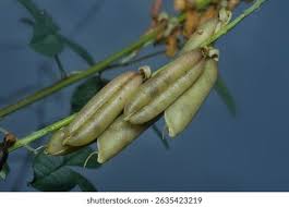 Image result for Crotalaria trichotoma
