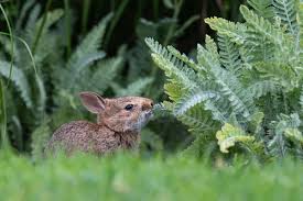 Two bunnies eating flowers (alex hanpeter, kyle reinhard and jude tedmori) are cute little kiddos with an insatiable bloodlust for friendship and fun. 29 Rabbit Resistant Plants That Rabbits Won T Eat In Your Garden