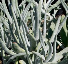 Image result for Falkia oblonga