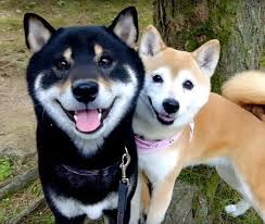 離れてても ピタッ くっついて笑顔を見せる仲良し柴犬コンビ いぬのきもちweb magazine 可愛すぎる動物 柴犬 犬 画像