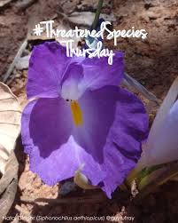 Image result for Siphonochilus aethiopicus