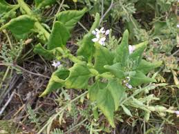 Image result for Tetragonia calycina
