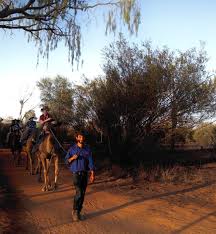A camel is a horse designed by a committee. Pyndan Camel Tracks Pyndancamel Twitter