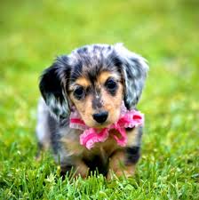 Don't miss what's happening in your neighborhood. The Dappled Dachshund Home Facebook