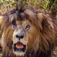 The lion got its nickname owing to a scar in one of his eye and was the most sought after by tourists in the mara. Scarface The Lion Prispevky Facebook