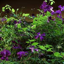 This free flowering variety grows to a length of approximately 8ft and the flowers are. Clematis Polish Spirit Poj 1l Sklep Clematisy Pl