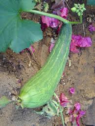 Image result for Kedrostis leloja