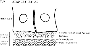 Basement membrane is a thin, delicate layer of connective tissue underlying the epithelium of many organs. Pdf Structure And Function Of Basement Membrane Semantic Scholar