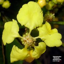 Image result for Malpighiaceae