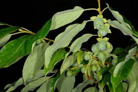 Image result for Ebenaceae