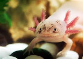 The blue axolotl is a super rare variant with 1 in 1200 chance so if you help the axolotl, it helps you. 68 Axolotl Facts Ultimate Guide To The Adorable Mexican Walking Fish Everywhere Wild