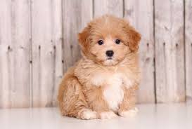 There will be additional fees at the airport for pickup ranging. Maltipoo Maltese X Poodle Info Temperament Lifespan Grooming Puppies Pictures Maltipoo Puppy Maltipoo Dog Very Cute Puppies