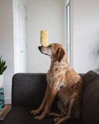 Wooden garden dining sets ukc coonhound forums. Nomadic Photographer Captures His Own Verison Of Dog Family Photos