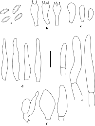 Image result for Boletus variipes