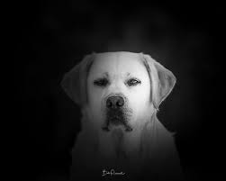 Happy New Year from Lola and Rudy..