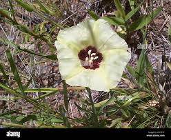 Image result for Merremia palmata