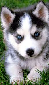 Pin By Rocciaseventy Rox On Sfondi Samsung Galaxy Cute Husky Puppies Husky Puppy Puppies With Blue Eyes
