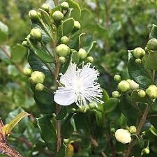 Image result for Cryptolepis apiculata