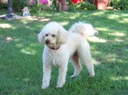 The mix originated in australia and started appearing in the late 1990s. Jedi Poodle Bichon Cross Thriftyfun