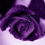 Profile Picture of Kayla Mehalcik (kmehalcik) - Profile - Pinterest (@pinterest.com) on Google