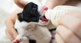 how to tube feed puppies when nursing isnt an option petcoach