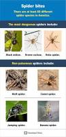 Image result for wolf spider bite skin