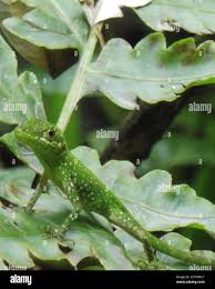Image result for Anolis gemmosus