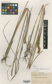 Image result for Eriochrysis brachypogon