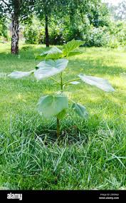 Image result for Paulownia