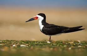 Black And White Birds In Northern California Black Skimmer Birds Beautiful Birds Bird Sightings