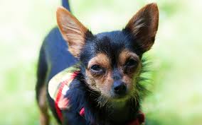 Because of its mixed pedigree, it can be difficult to predict the appearance of chorkie dogs. The Chorkie Eine Mischlingszucht Von Chihuahua Yorkshire Terrier Meine Hundenamen