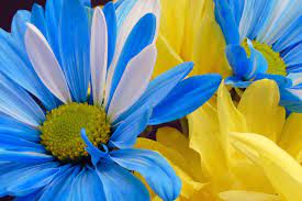The tropical flower names covered in the following article will help bring you face to face with some of the most beautiful creations on earth. Blue Yellow Flowers Yellow Flower Wallpaper Yellow Flowers Names Blooming Flowers