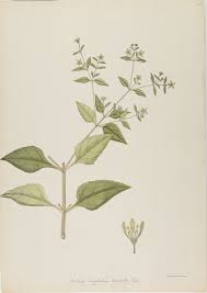 Image result for Sigesbeckia