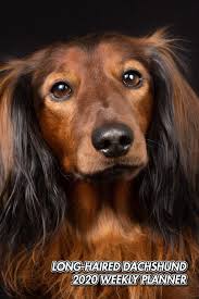 11of27the saying goes that dog is man's best friend, but while houston loves its cuddly canines, almost all of our popular breeds are anything but lap dogs. Long Haired Dachshund 2020 Weekly Planner Doxie Wiener Dog 12 Months 107 Pages 6 X 9 In Planner With Journal Diary Organizer Agenda Appointment Notes Xlpress Notebooks Journals 9781086336863 Amazon Com Books