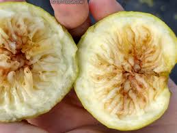 Image result for Carica