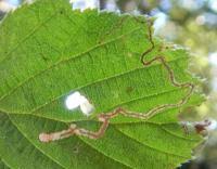 Image result for Stigmella floslactella