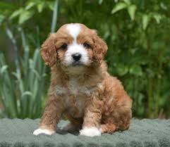 Order today with free shipping. Pin By Abbyd Fletcher On C U T I E S Cavapoo Puppies Cavapoo Puppies For Sale Puppies