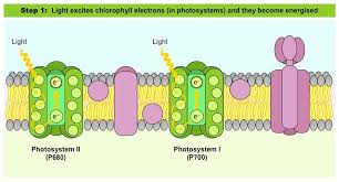 Light Dependent Reactions Bioninja