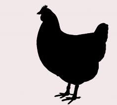 Comer gallo (and) (centroamérica) to suffer a setback. Gallina Y Gallo En Quechua