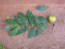 Image result for Magnistipula butayei