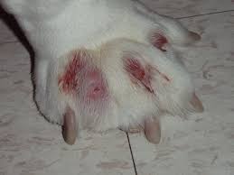 Foot or toe cancer (digital and soft tissue cancer), which can include squamous cell carcinoma each type of foot or toe cancer has its own set of symptoms, which are: Interdigital Furunculosis In Dogs Integumentary System Merck Veterinary Manual