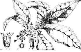 Image result for Discopodium penninervium