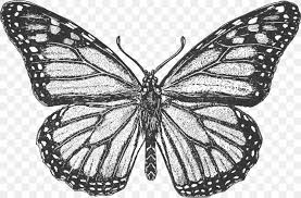 We did not find results for: Monarch Butterfly Coloring Book Colouring Pages Insect Png 1500x987px Butterfly Adult Arthropod Black And White Bombycidae