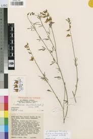 Image result for Crotalaria deserticola