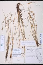 Image result for Schoenoplectiella