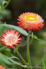 Strawflowers Amarillos Everlasting Flowers Paper Daisy Flannel Flower